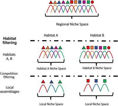 Effects of Habitat and Competition on Niche Partitioning and Community Structure in Neotropical Ants